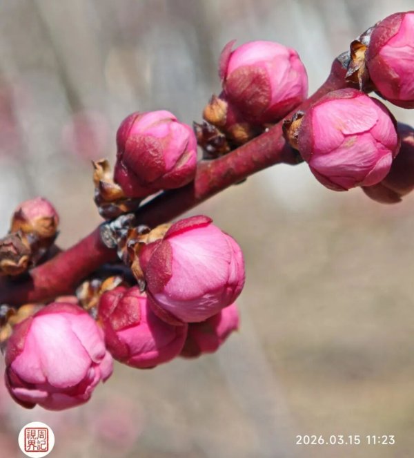 国际收支直接申报业务问答20260311