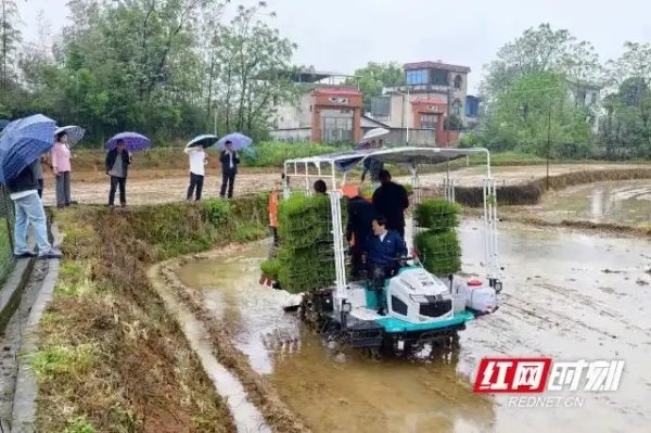 零陵：制种大田抛下全省首株机抛秧