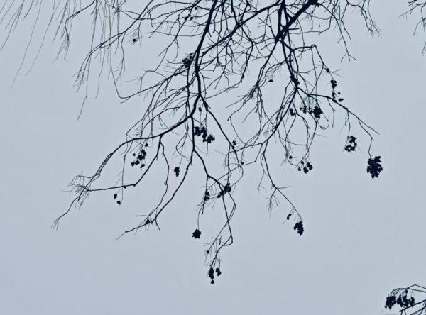 京城今起四天多雨雪！出门带伞，及时加衣保暖