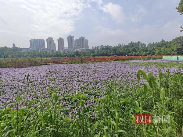极目帮办｜小区荷花池水葫芦疯长，居民盼望整改