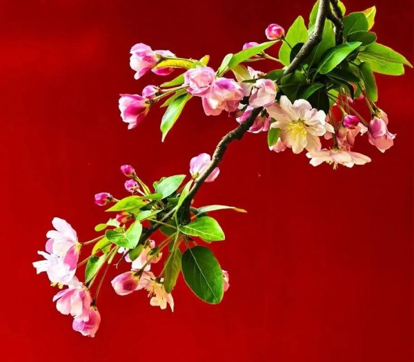 日本衰落后，连樱花都不好看了
