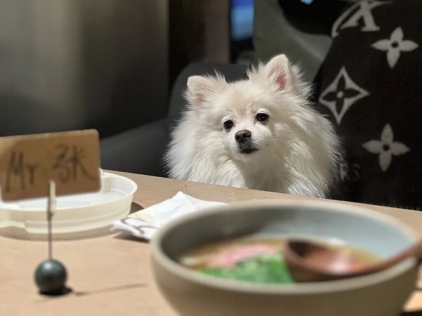 海底捞停止试点携宠就餐，“宠物友好”怎么把消费者惹急了